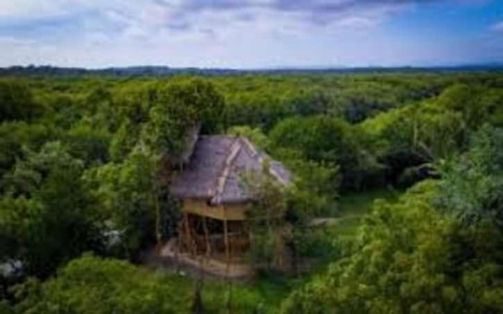 טנגלה The Alpha Monkey Hotel & Tree House מראה חיצוני תמונה